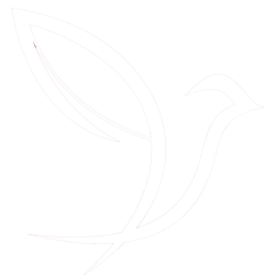 white dove white dove